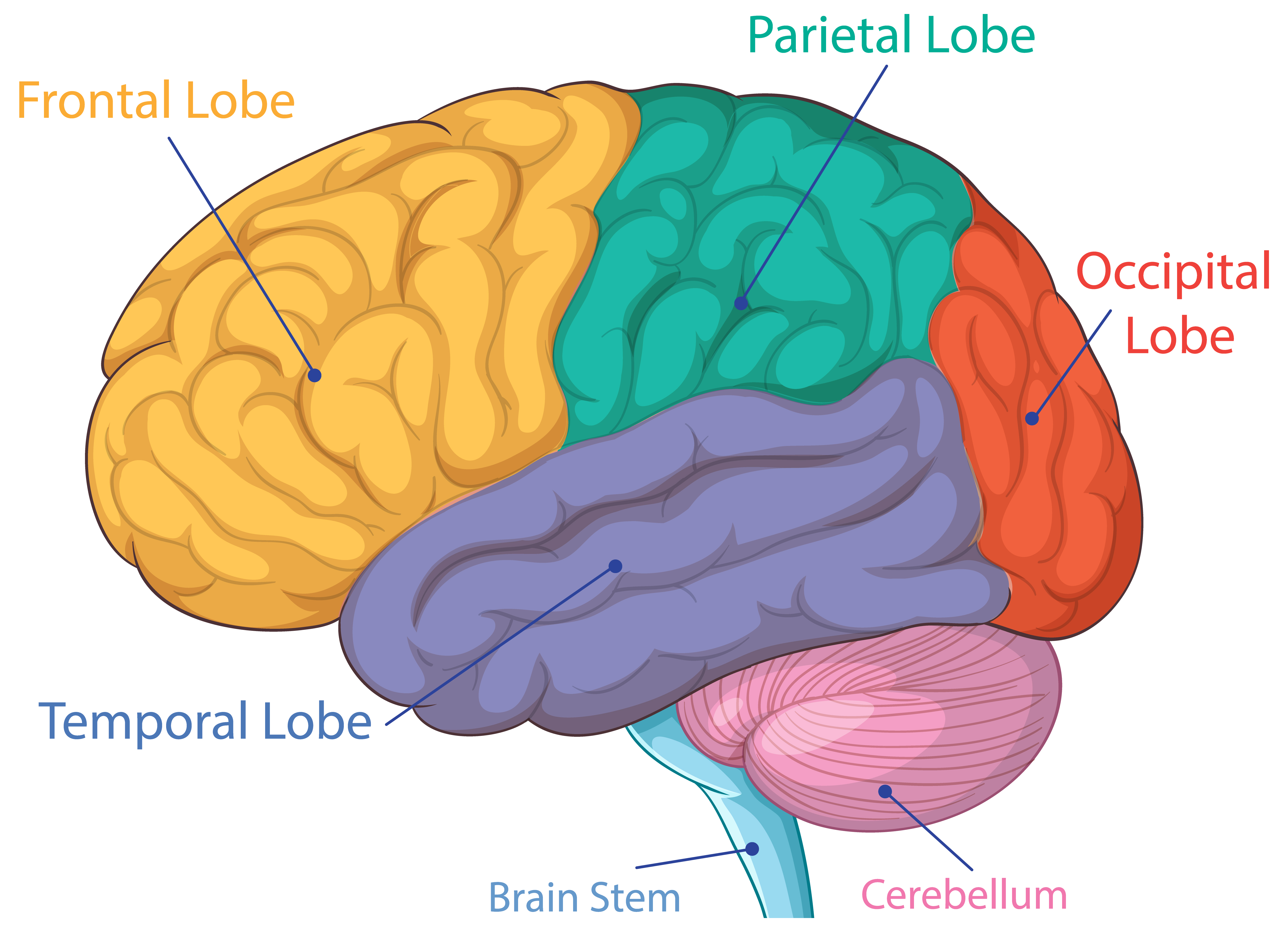 the brain color  