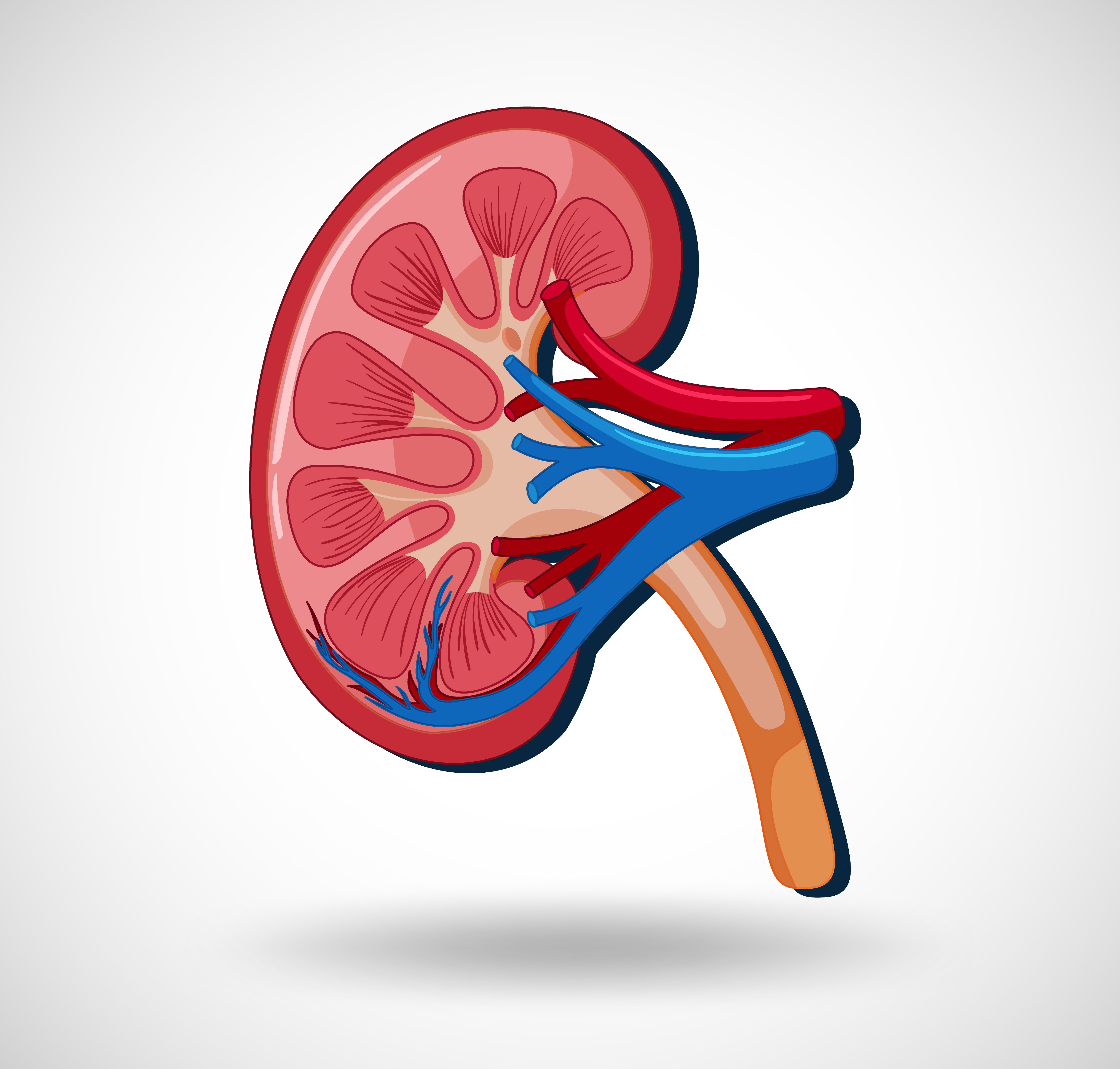 normal kidneys