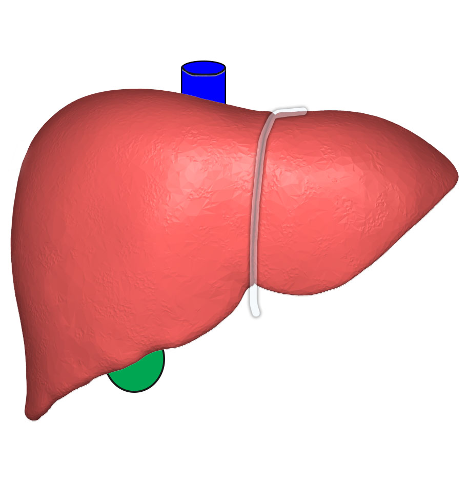 real human liver