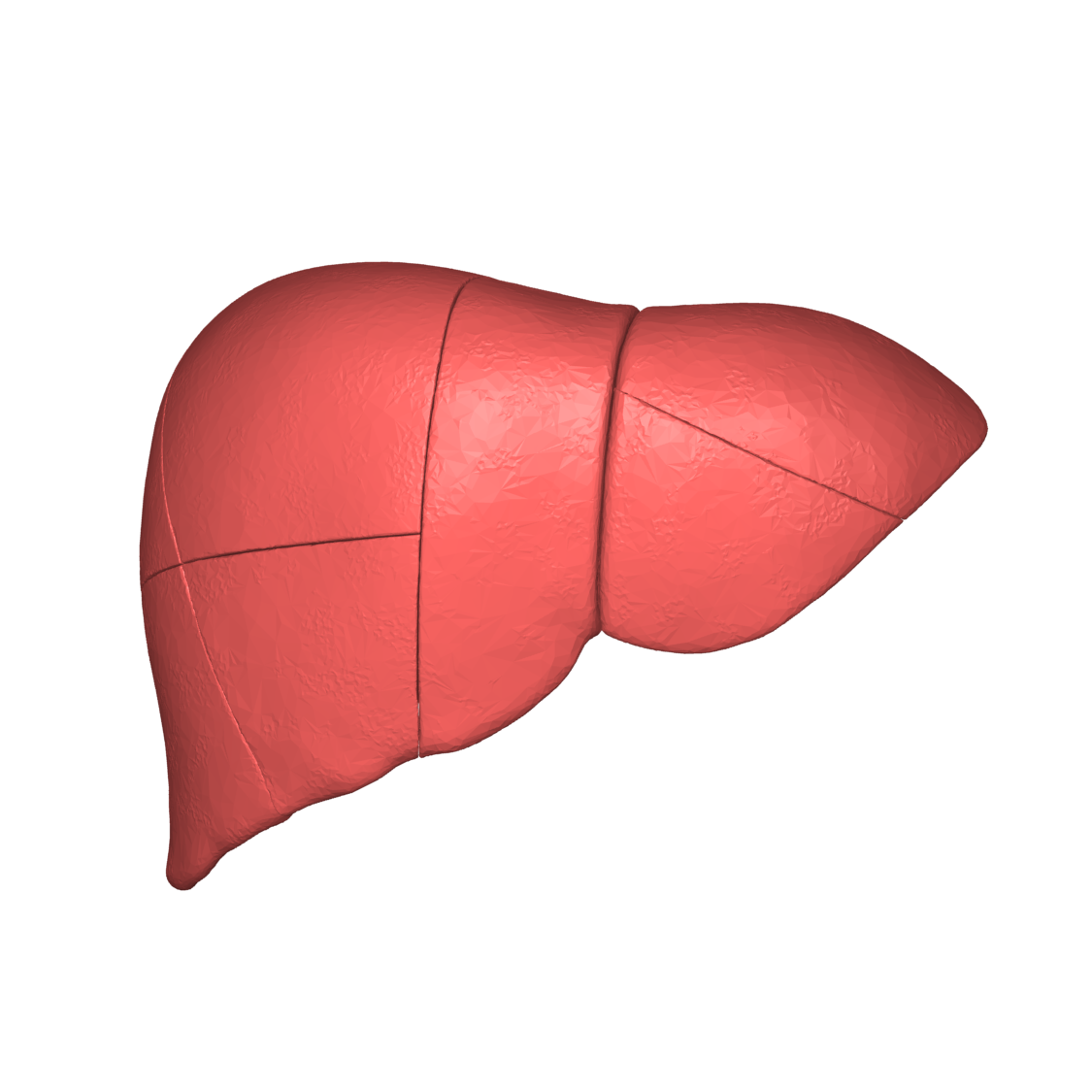 real human liver