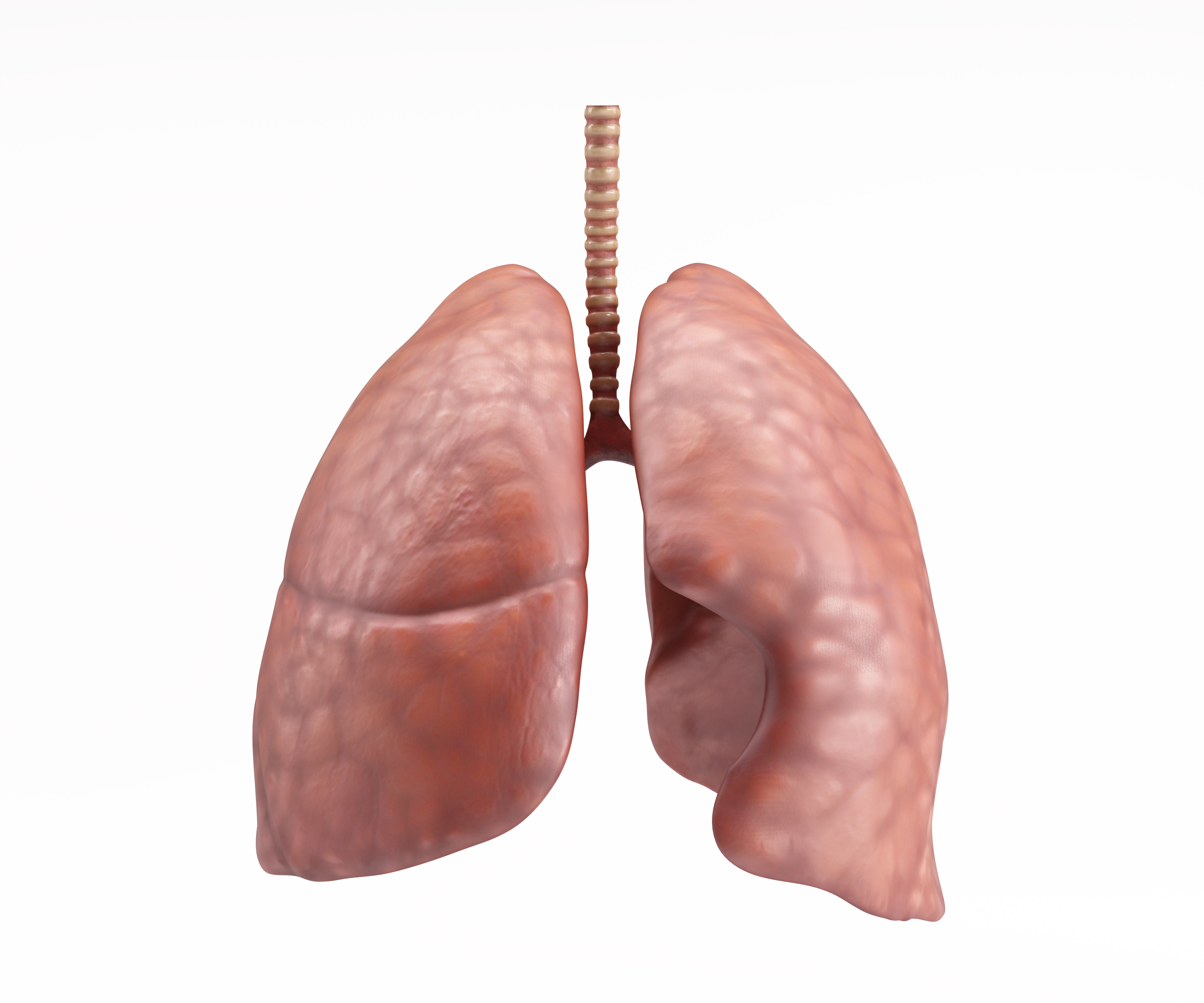 lungs anatomy