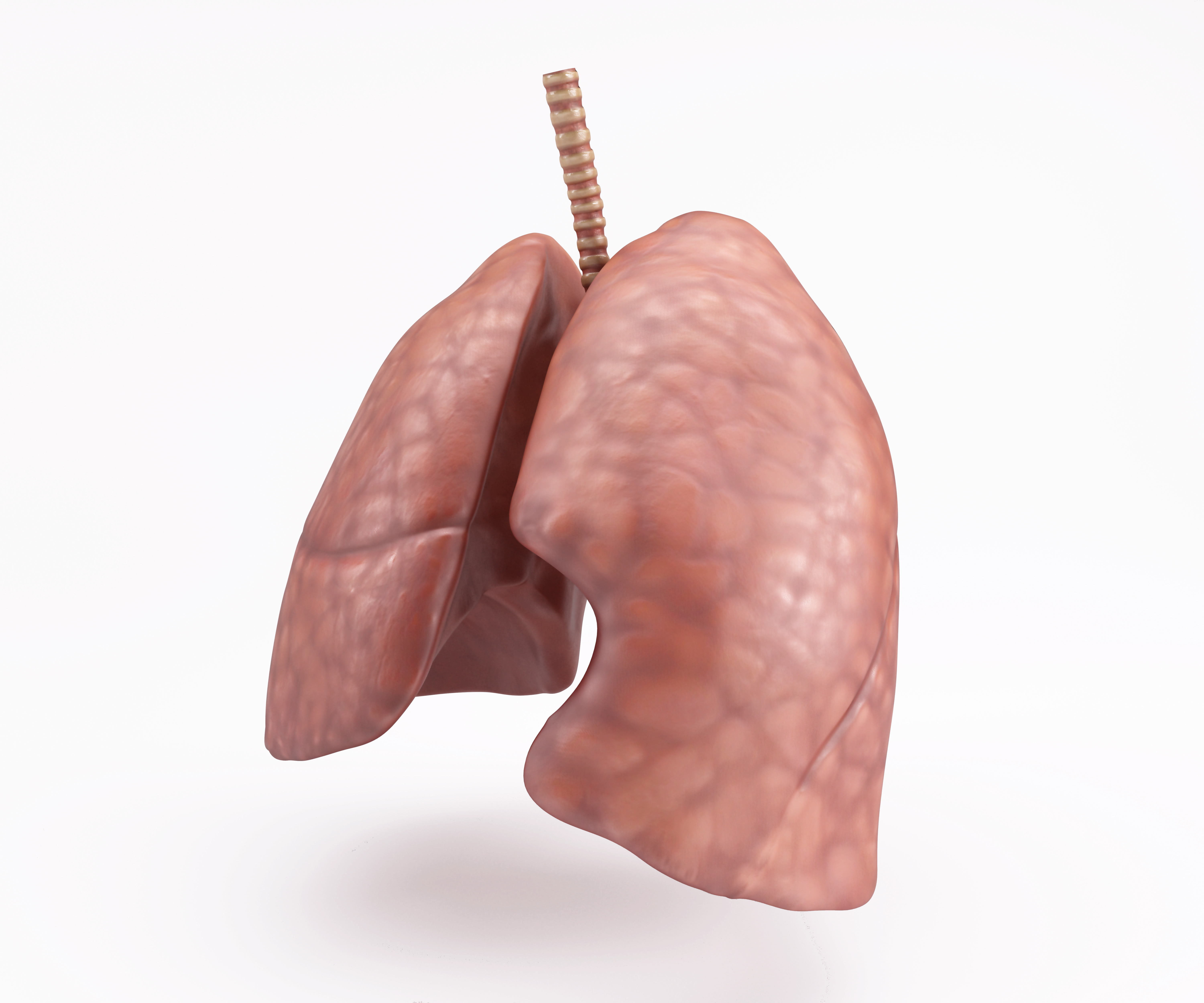 human-lungs