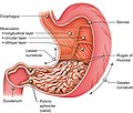 real stomach